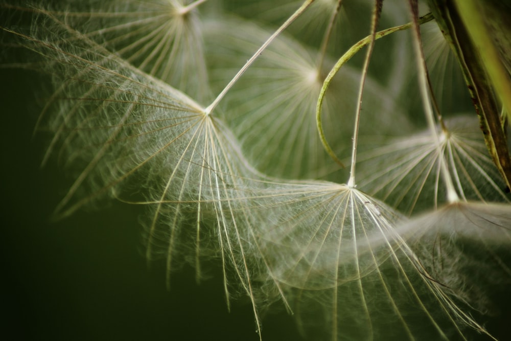 Fotografía de enfoque superficial de planta blanca