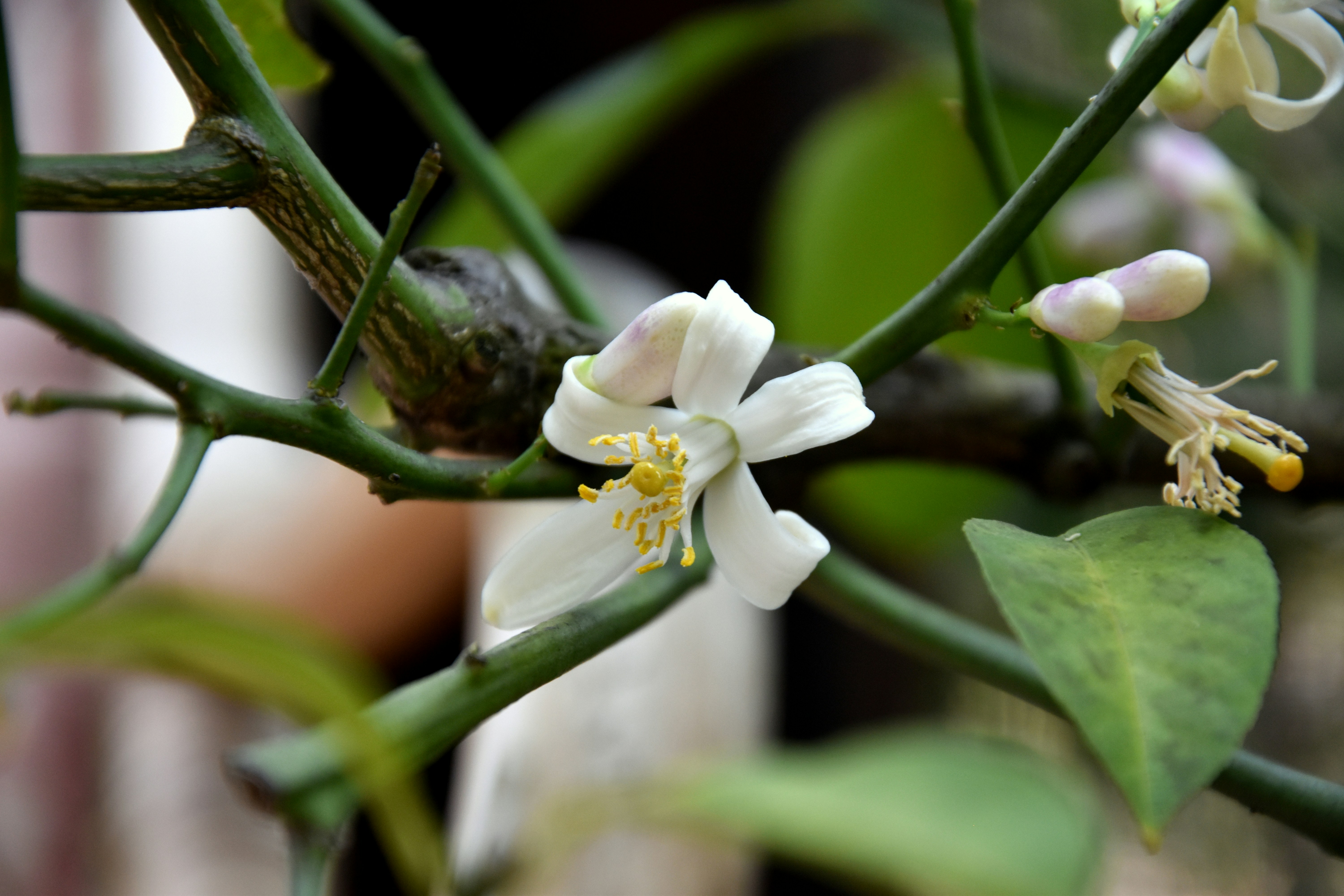 Free Unsplash photo from Medena Rosa