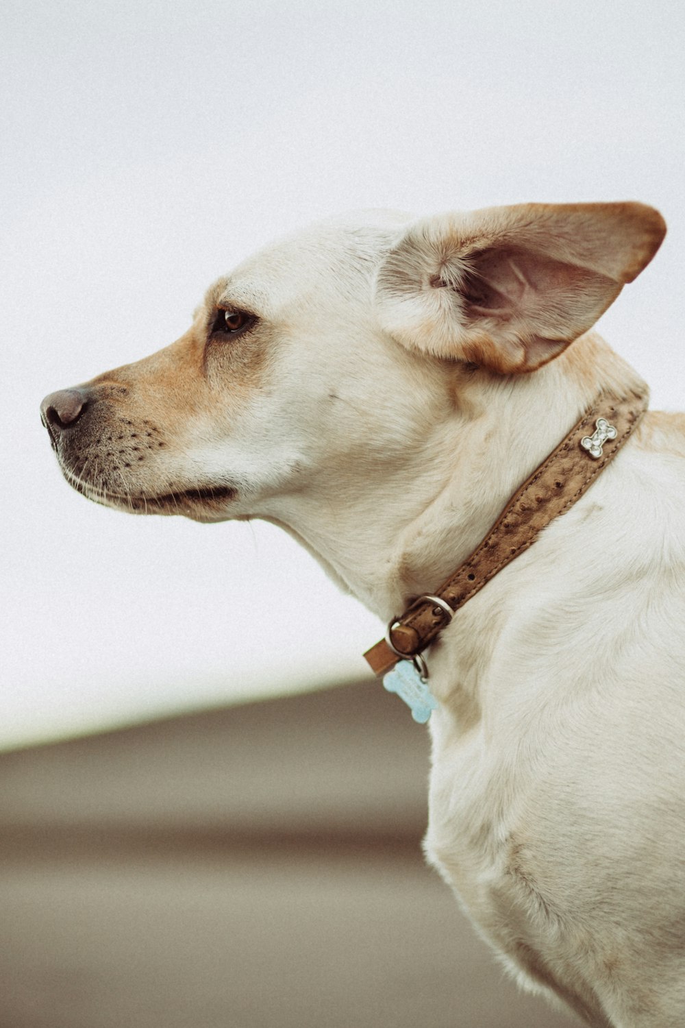 short-coated beige dog