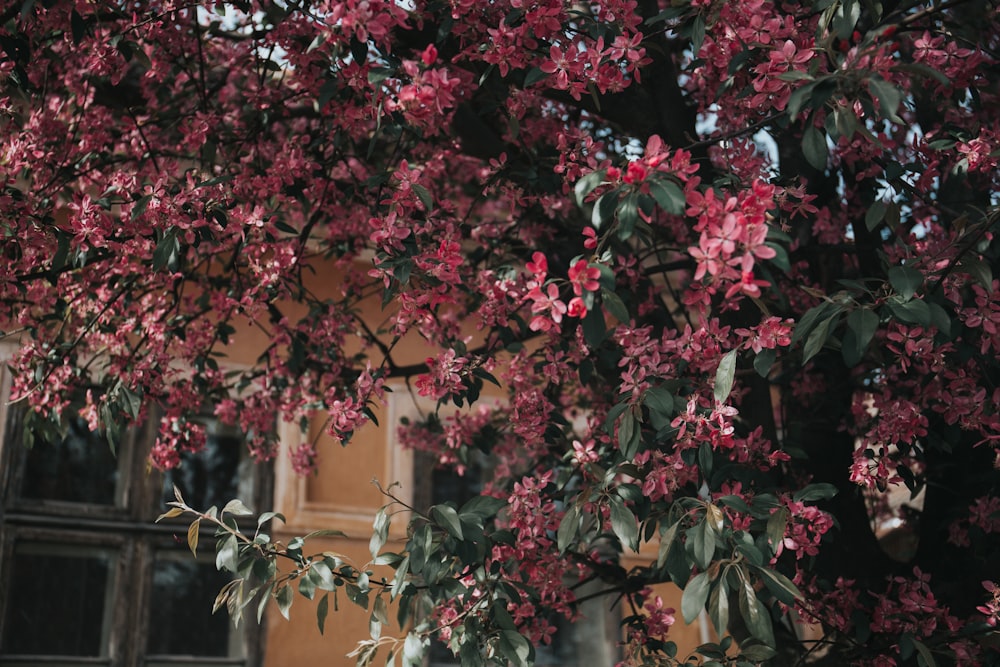 arbre à fleurs à pétales roses par maison pendant la journée