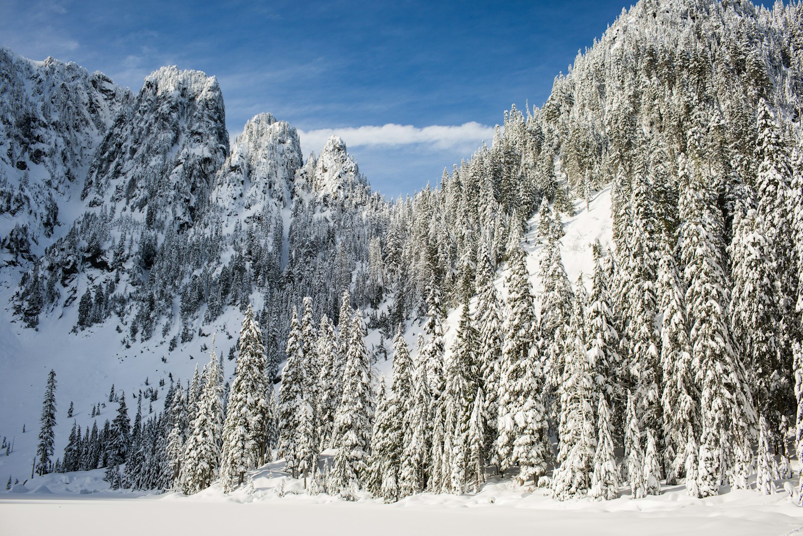 Canon EF 35mm F1.4L USM sample photo. Snow covered pine trees photography