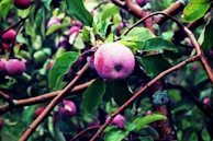A cluster of ripe apples hangs from a tree branch, surrounded by lush green leaves. The apples have a pink-purple hue and a frosty bloom covering them. The branches are brown with patches of lichen, giving a natural and serene appearance. In the background, more apples and foliage create a dense, verdant atmosphere.