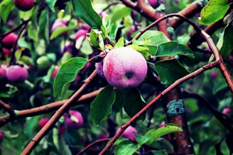 A cluster of ripe apples hangs from a tree branch, surrounded by lush green leaves. The apples have a pink-purple hue and a frosty bloom covering them. The branches are brown with patches of lichen, giving a natural and serene appearance. In the background, more apples and foliage create a dense, verdant atmosphere.
