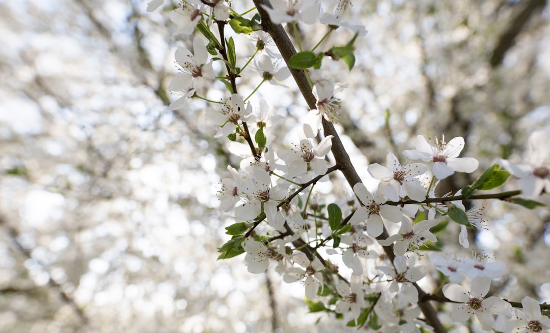 white flowers in tree branch in tilt shift photography