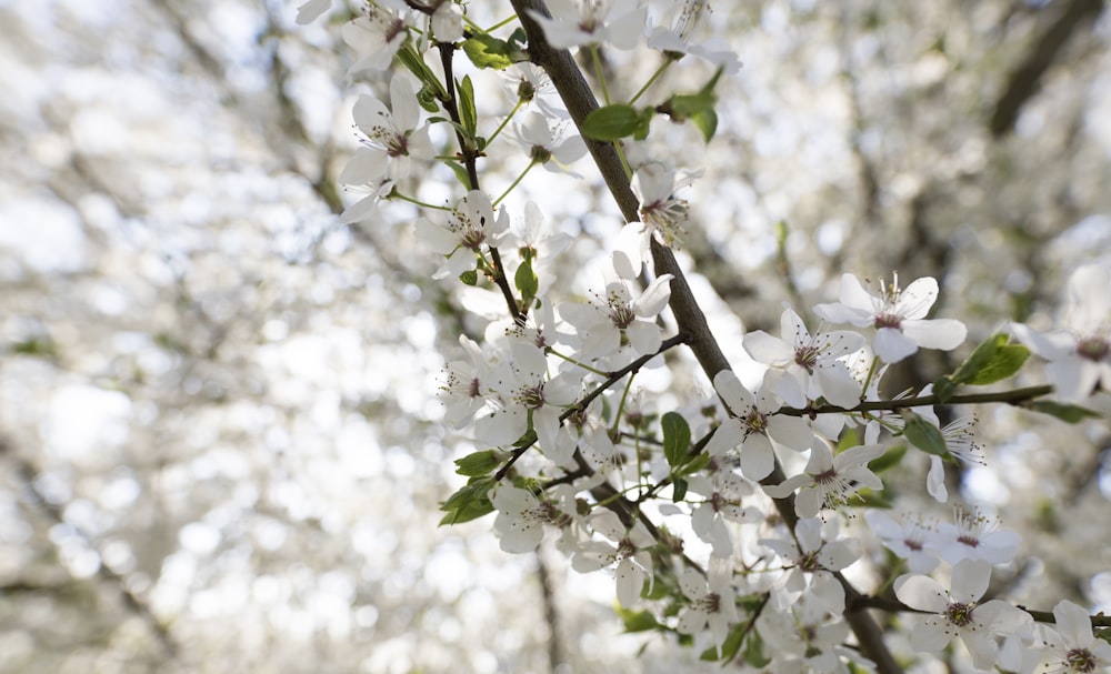 white flowers in tree branch in tilt shift photography