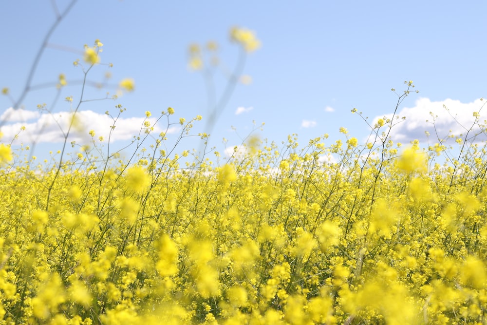 champ de fleurs jaunes sous un ciel clair