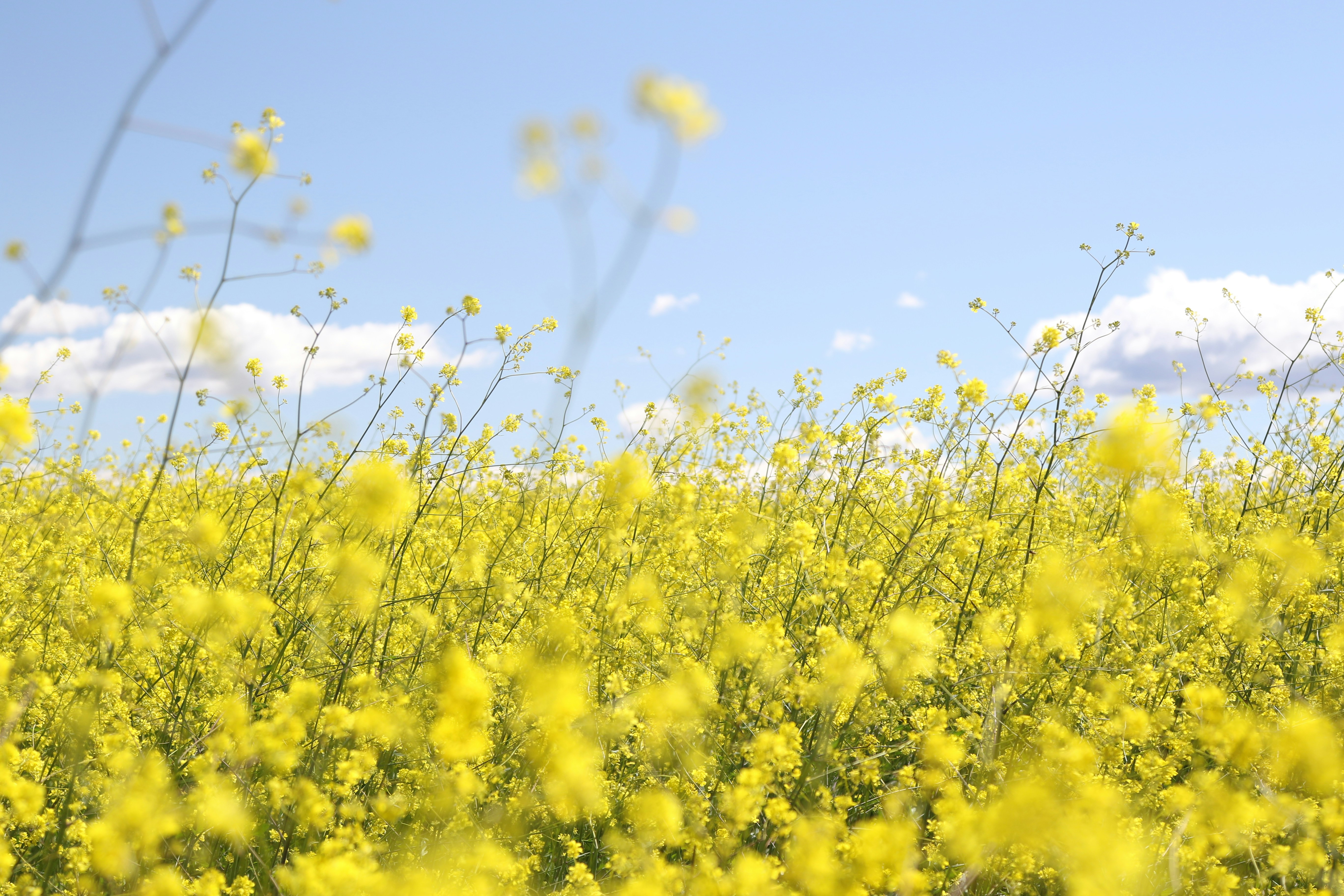 yellow flower field under clear sky