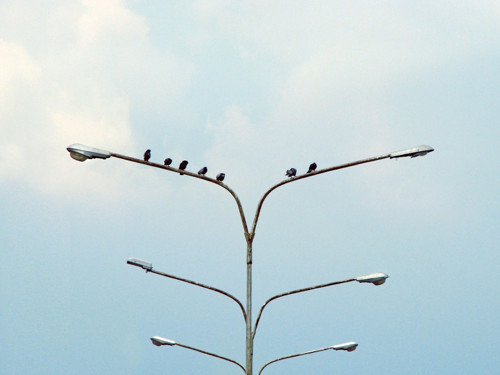 six black birds perching on street lamp