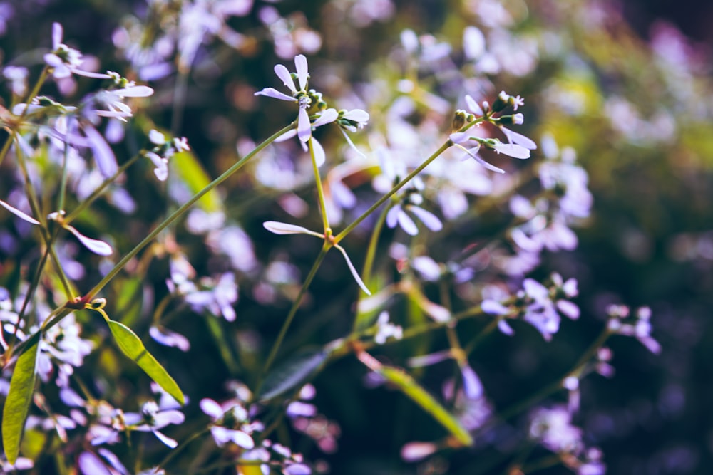 Foto de primer plano de flores de pétalos púrpuras