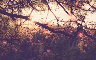 A golden light filtering through tree branches, evoking a sense of hope and transformation.