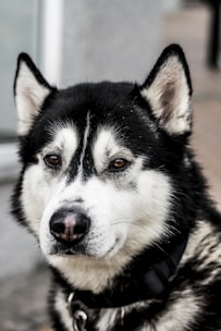 close up photo of black and white Siberian husky dog