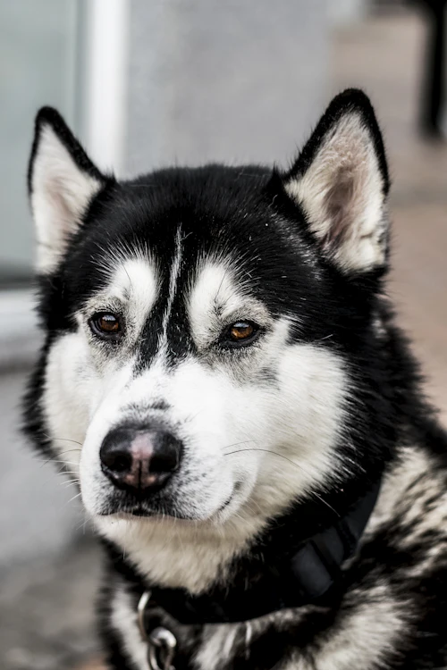 Close-up portrait of a black and white Siberian Husky with striking blue eyes