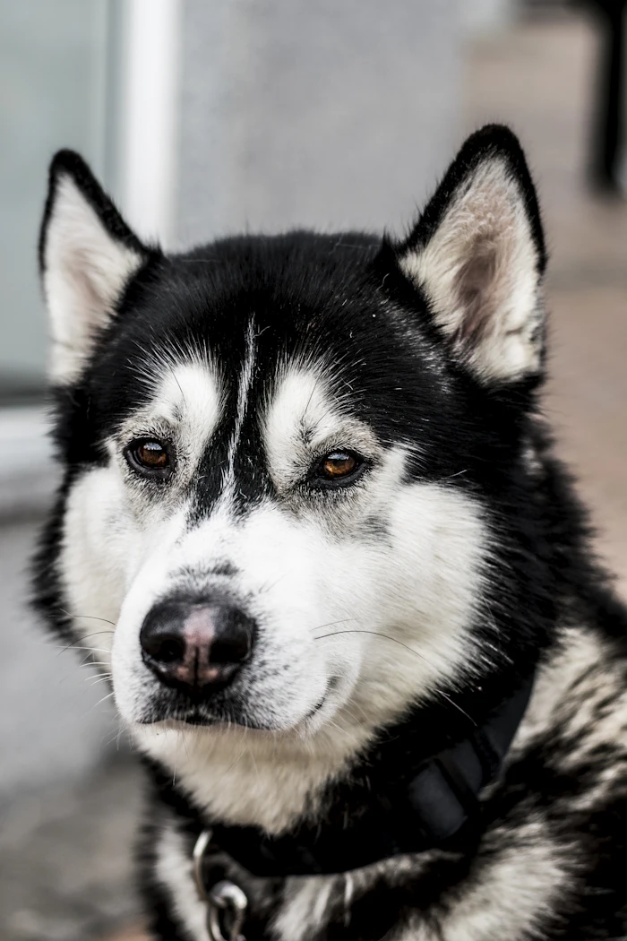 Husky siberiano