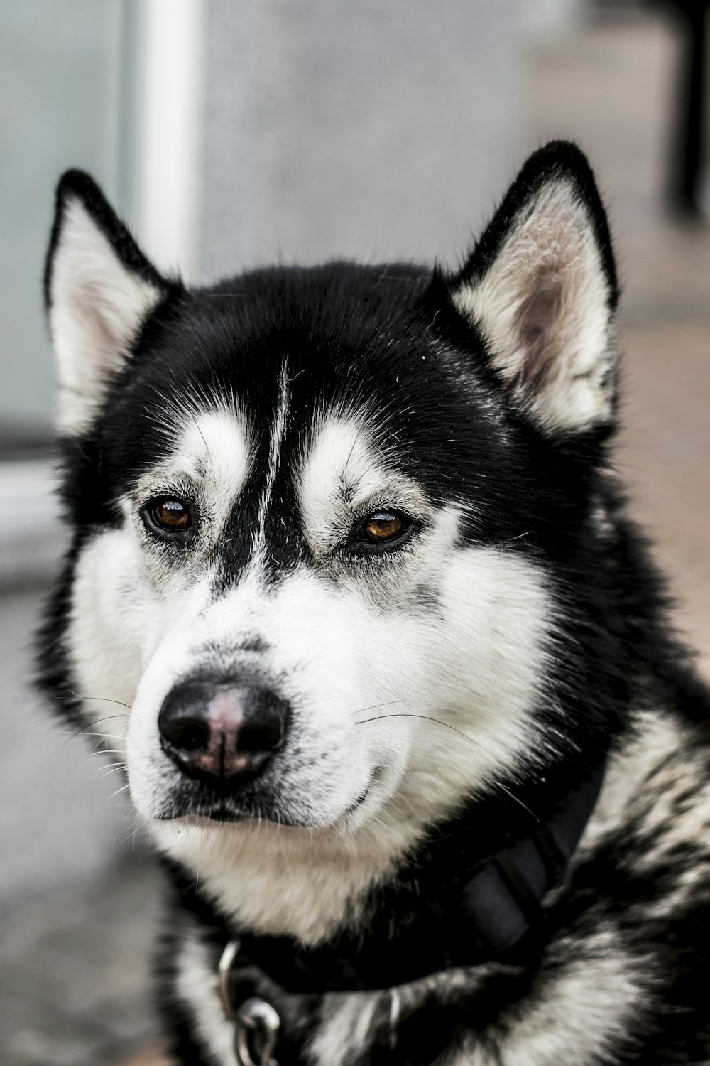 close up photo of black and white Siberian husky dog
