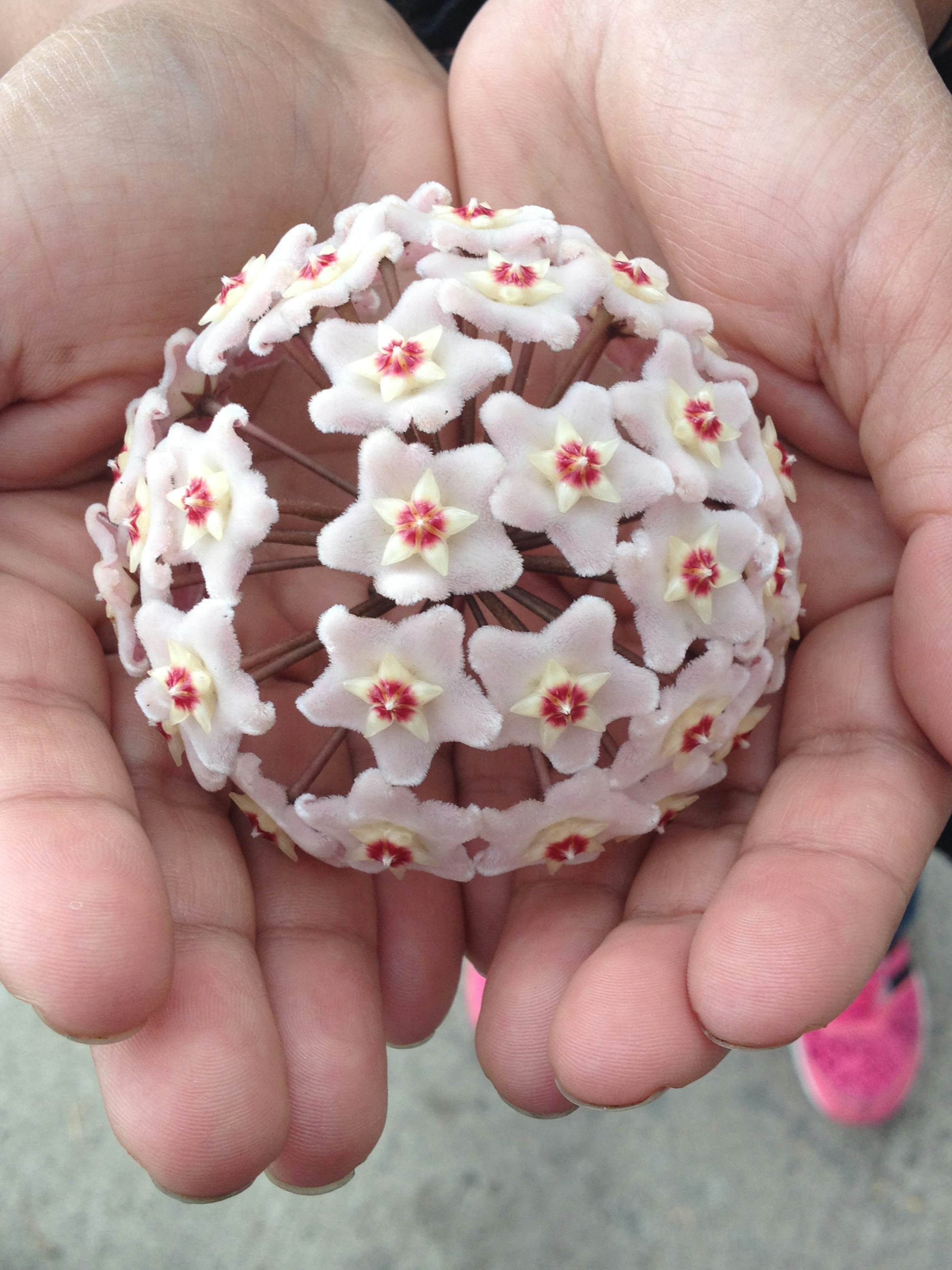 Free Unsplash photo from sandra villegas