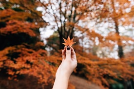 A hand with dark nail polish is holding a small, orange maple leaf in the foreground. The background features a blurred view of trees with autumn-colored leaves, predominantly in shades of orange and brown.