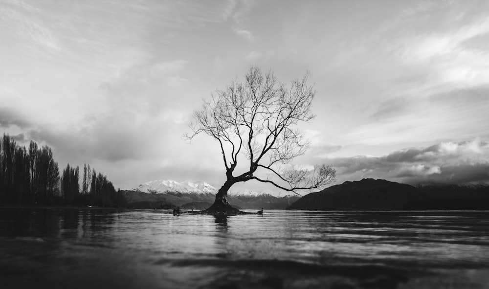 grayscale photo of bare tree on calm body of water