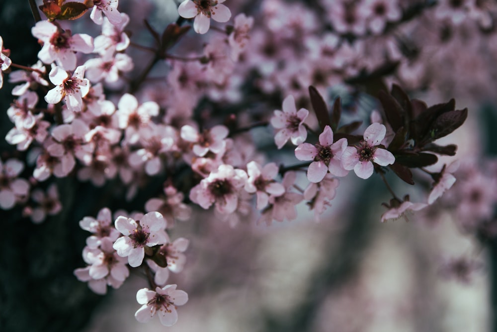 fotografia de foco seletivo de flores brancas de orquídeas