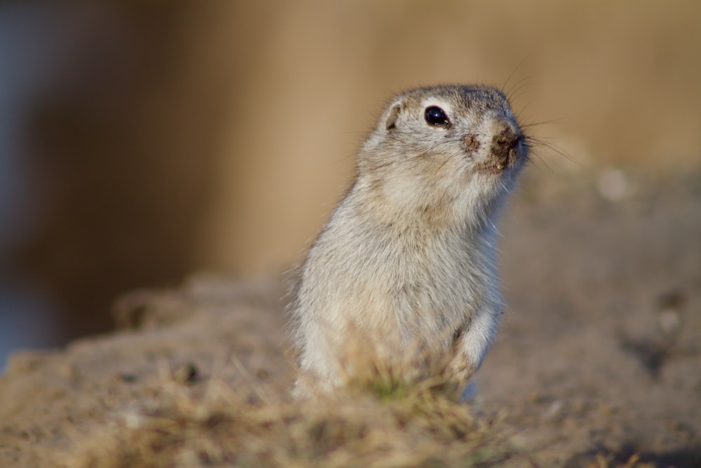 focus photography of standing gray rodent