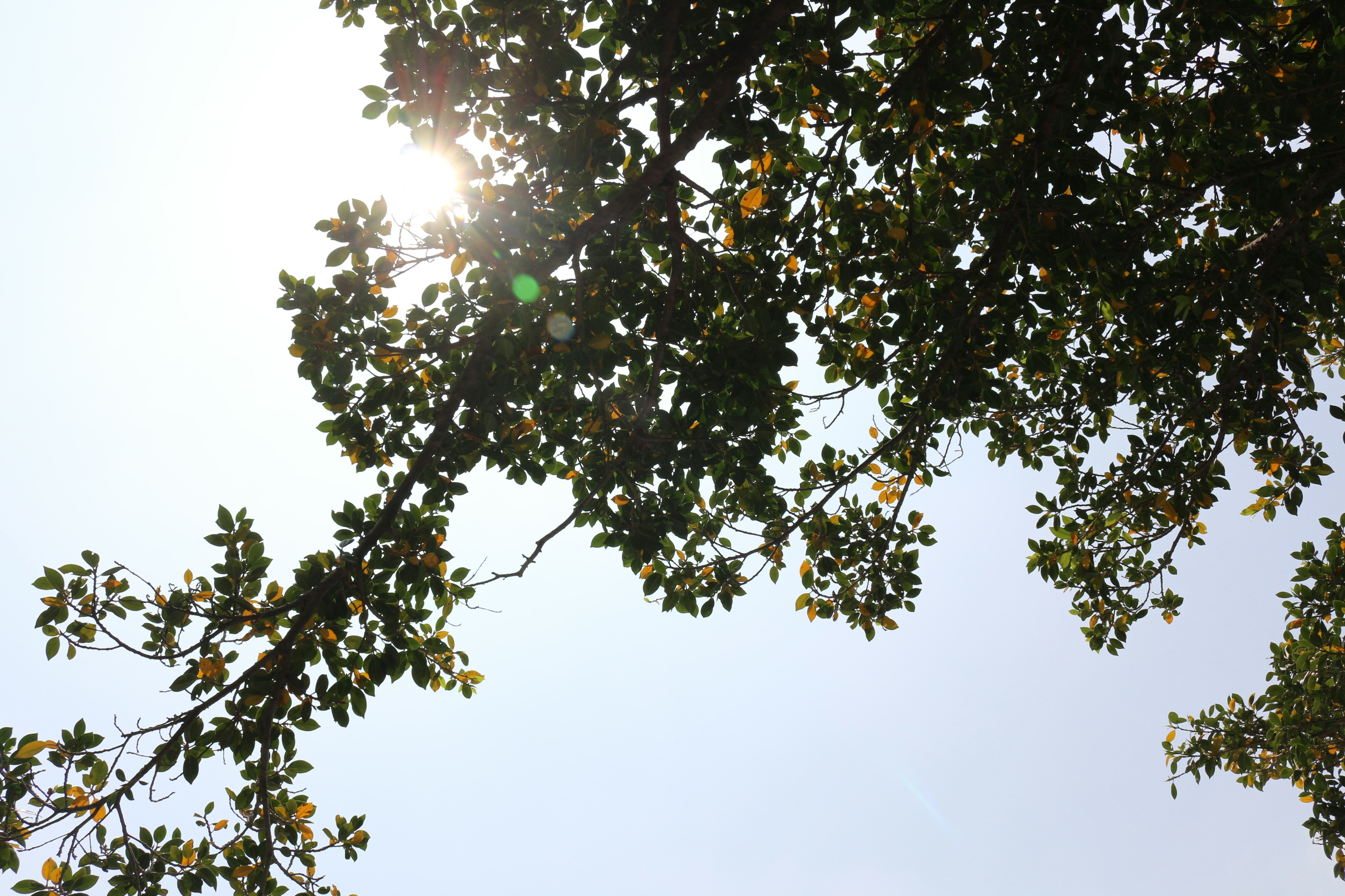 Free Unsplash photo from Allen _C