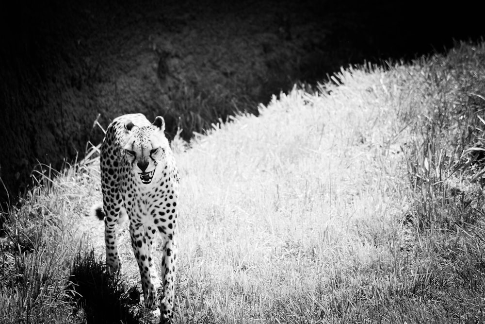 Photographie en niveaux de gris de guépard sur les herbes