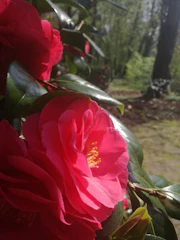Close-up of wildflowers along a forest path in spring