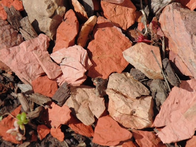 A collection of small, irregularly shaped mulch fragments in shades of red and pink mixed with some twigs and a small green plant in the lower left corner.