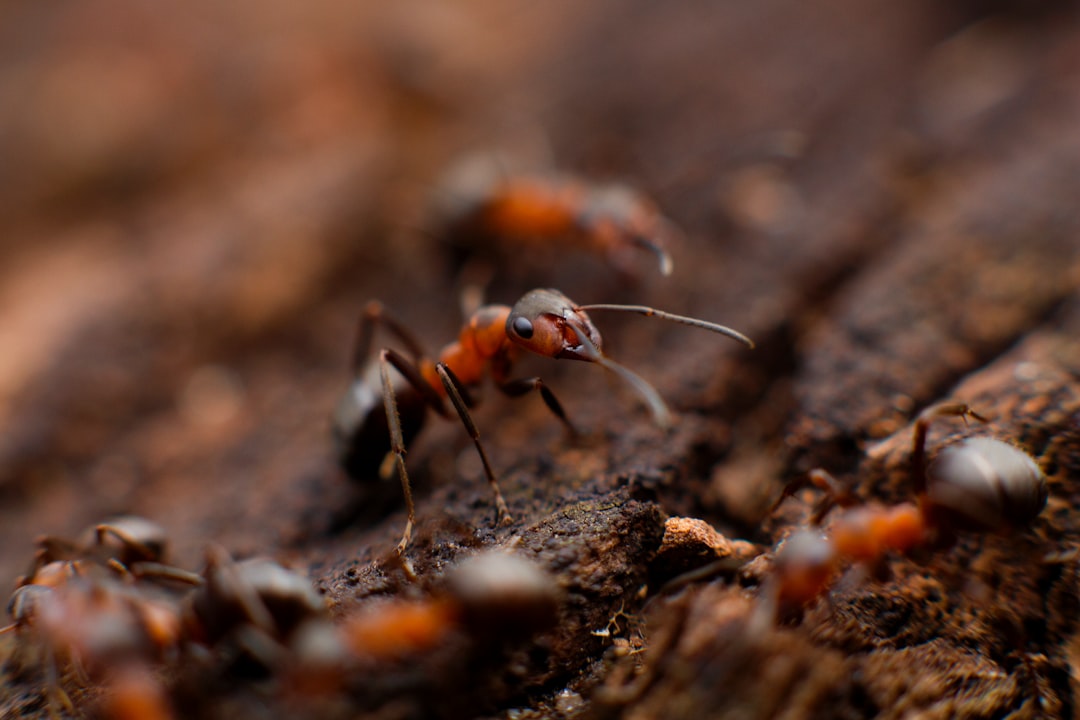 Up close pic of an ant.