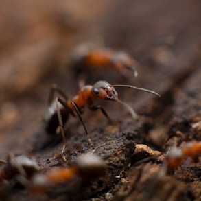 colony of fire ant