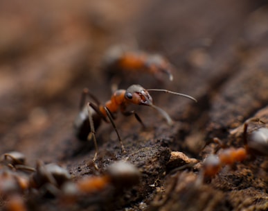 colony of fire ant