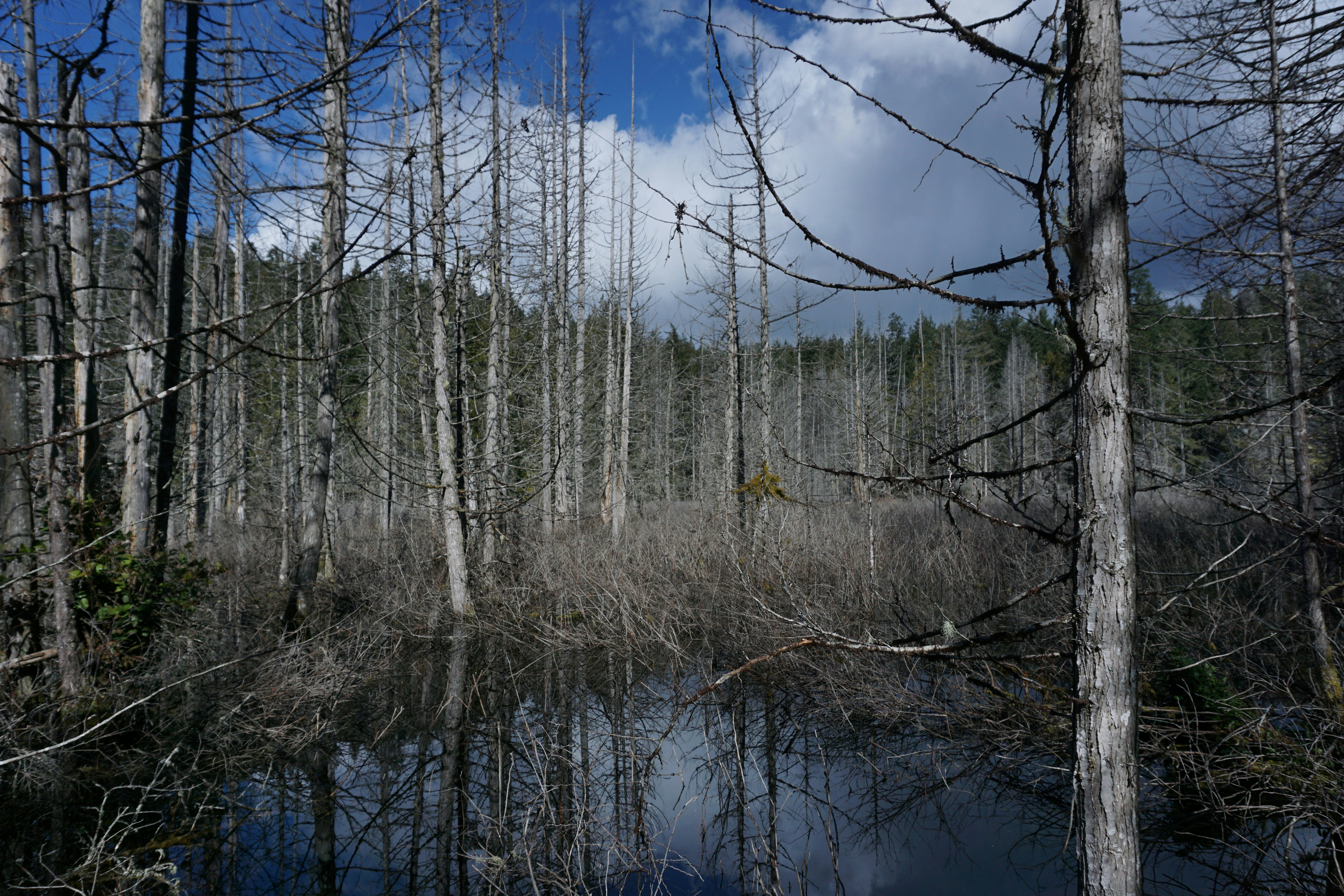 Free Unsplash photo from Xi Zhang