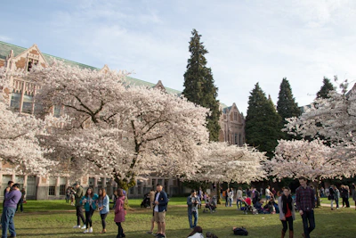Students engaging in a lively outdoor discussion under cherry blossom trees.