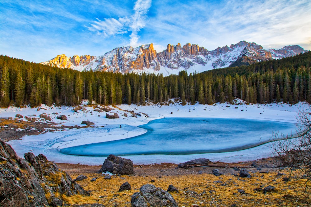 pine trees near body of water under white and blue sky