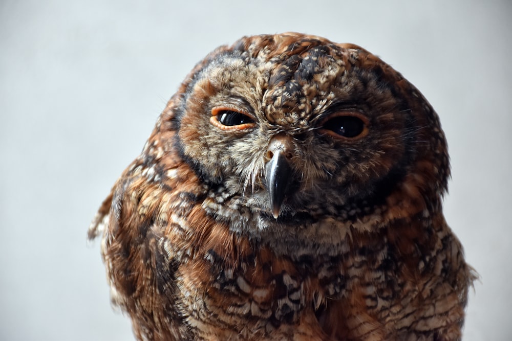 brown owl close-up photo