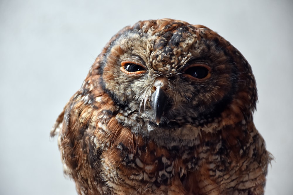 茶色のフクロウのクローズアップ写真