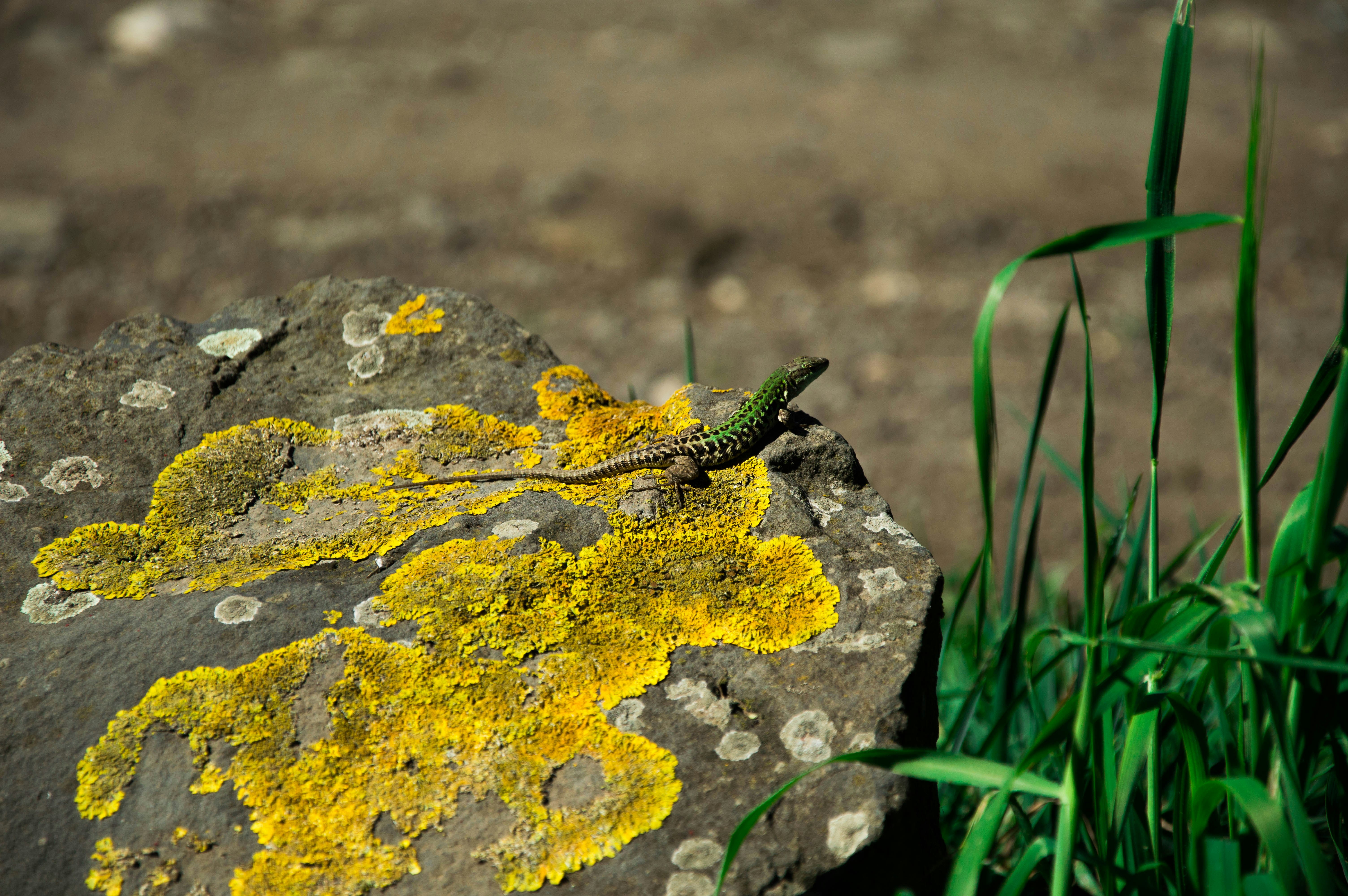 Free Unsplash photo from Simone Silvestrini