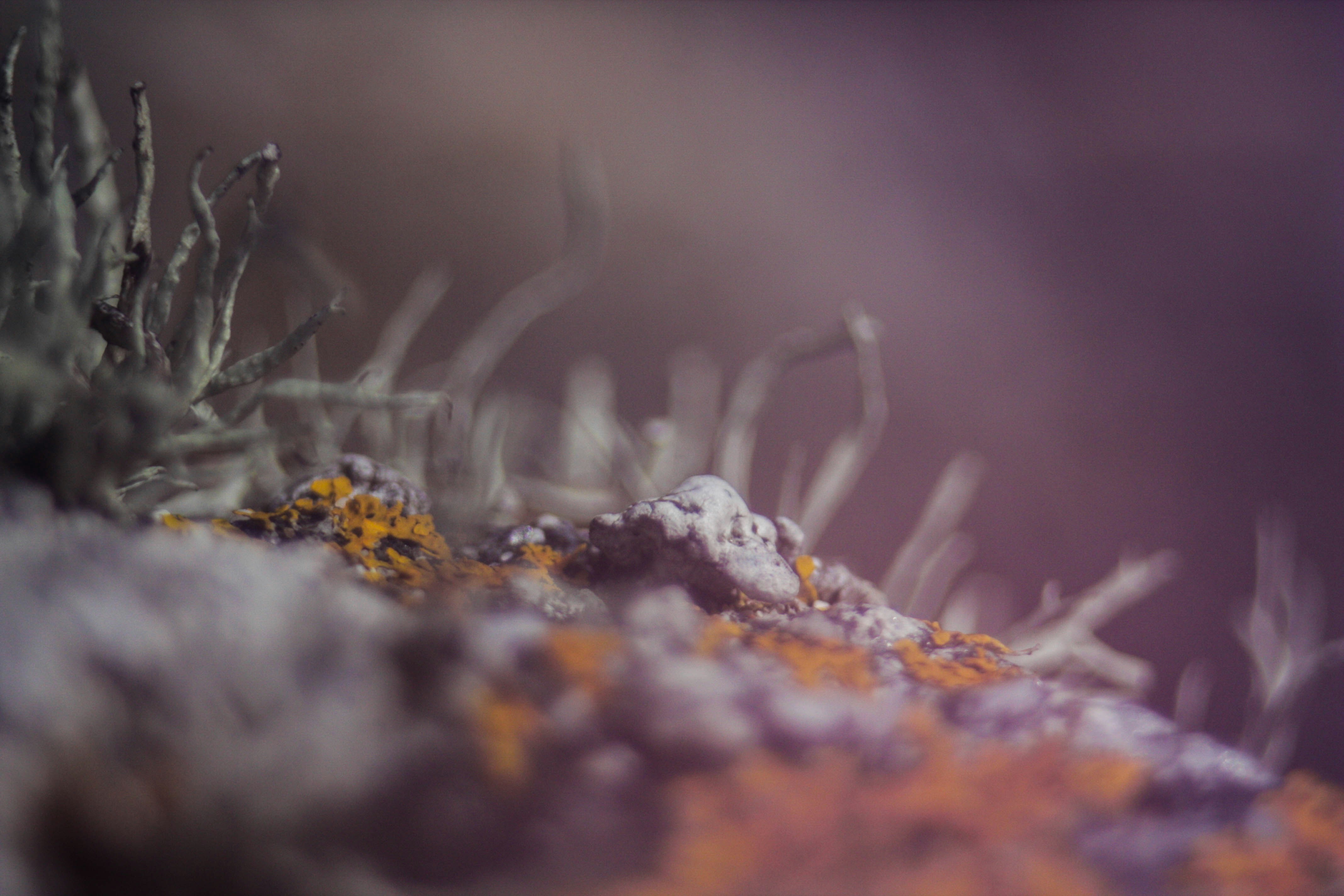 Free Unsplash photo from Pearse O'Halloran