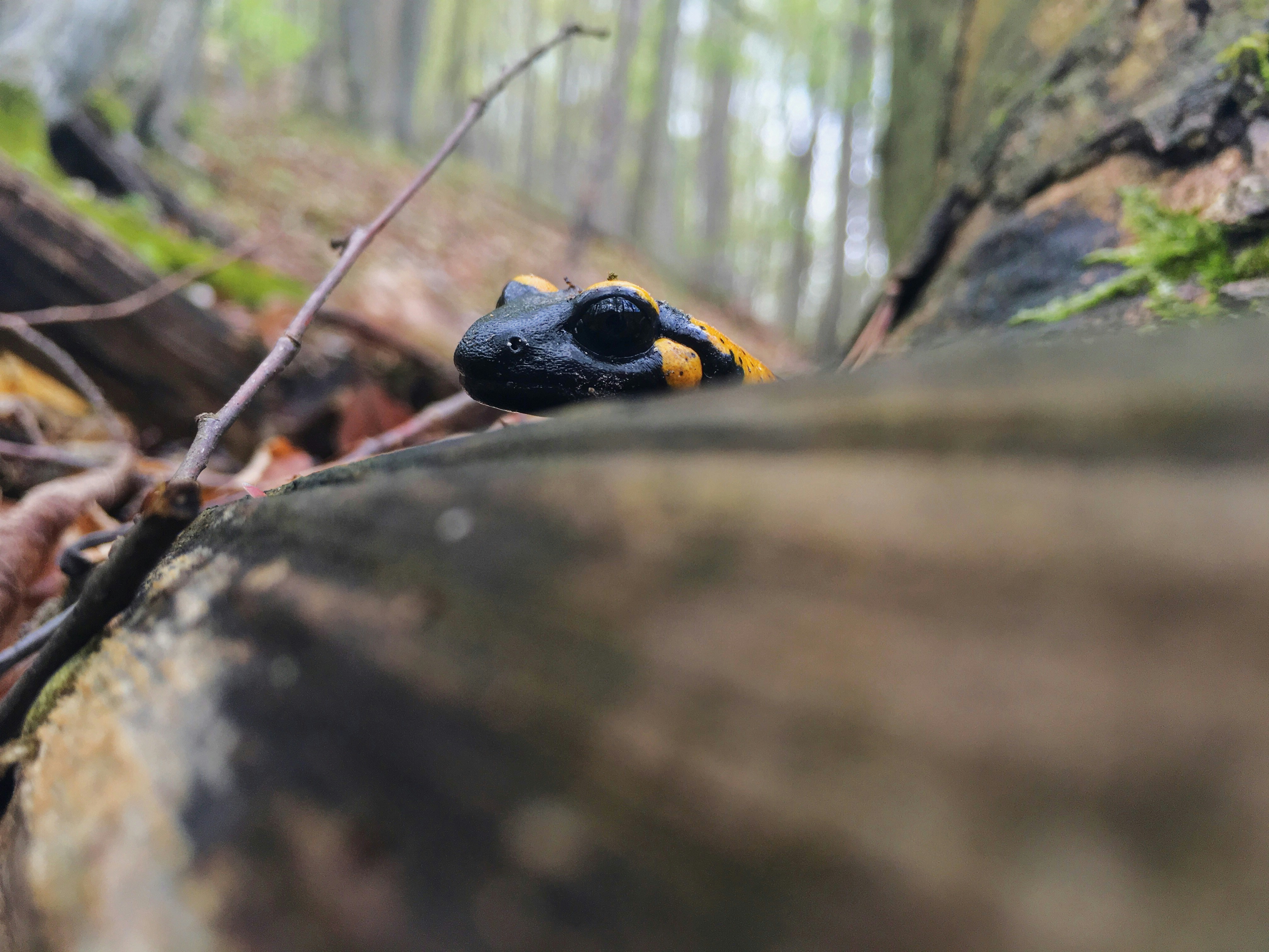 Free Unsplash photo from Szőllősy Benjamin