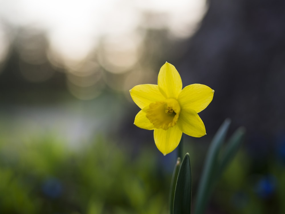 Foto de enfoque selectivo de flor amarilla de 6 pétalos