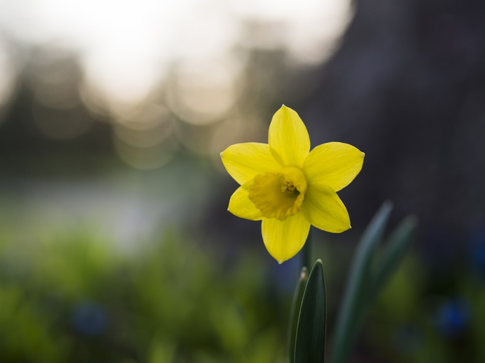 Fiore giallo a 6 petali con messa a fuoco selettiva