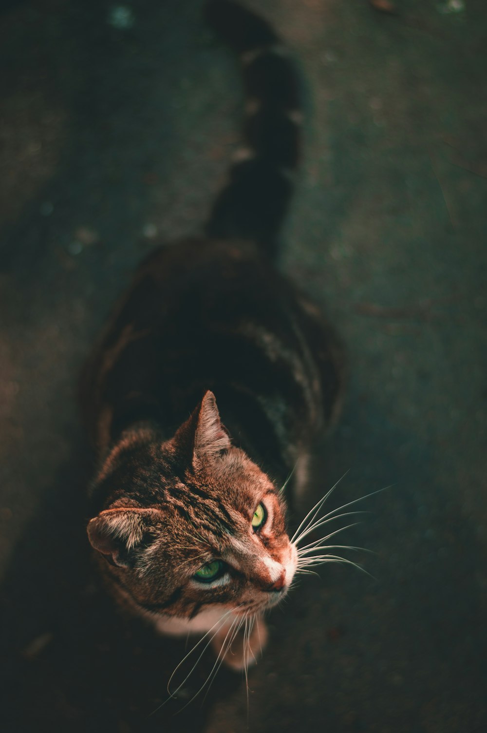 grau getigerte Katze sitzt auf grauem Boden