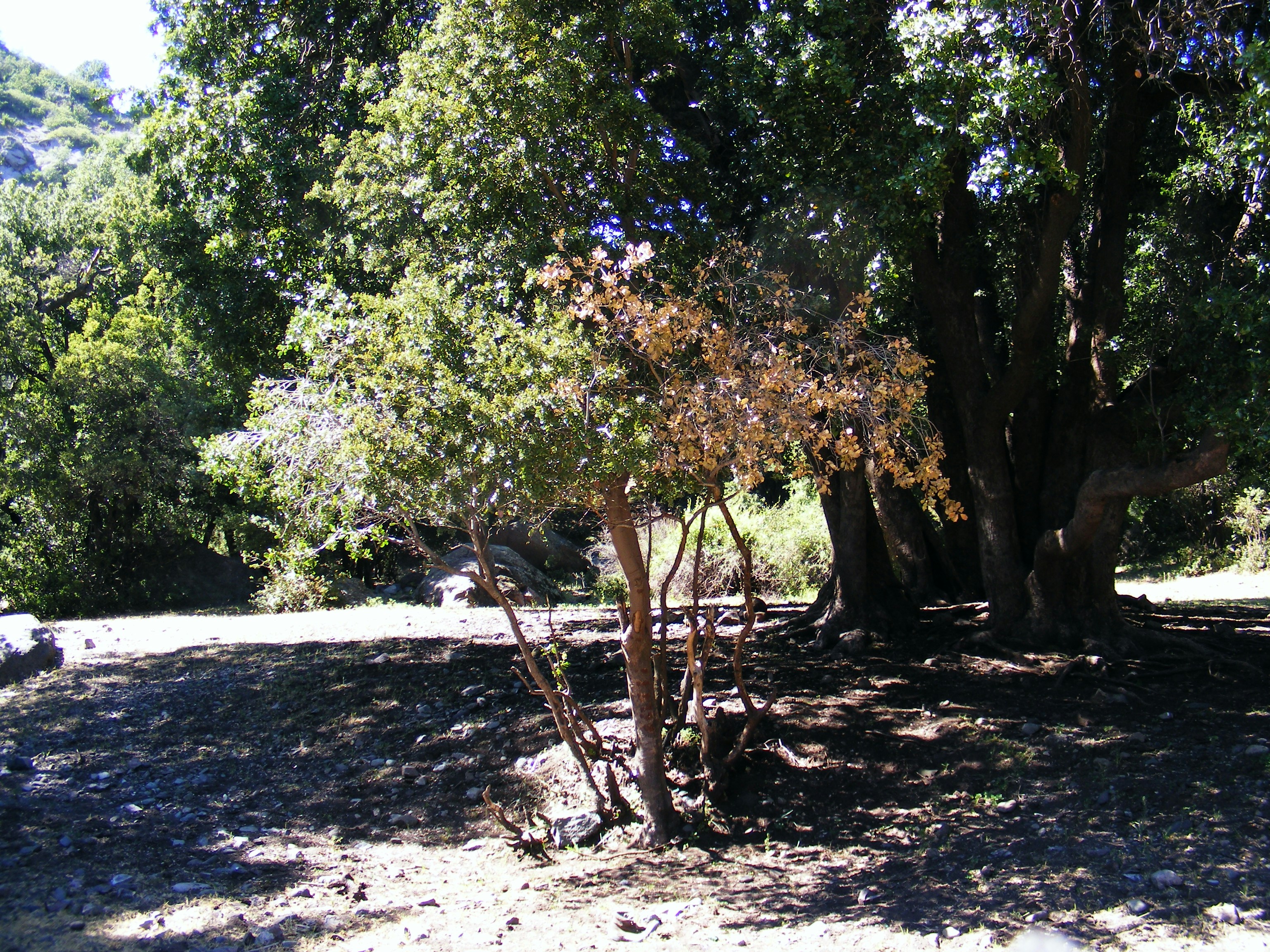 Free Unsplash photo from Guala Drake