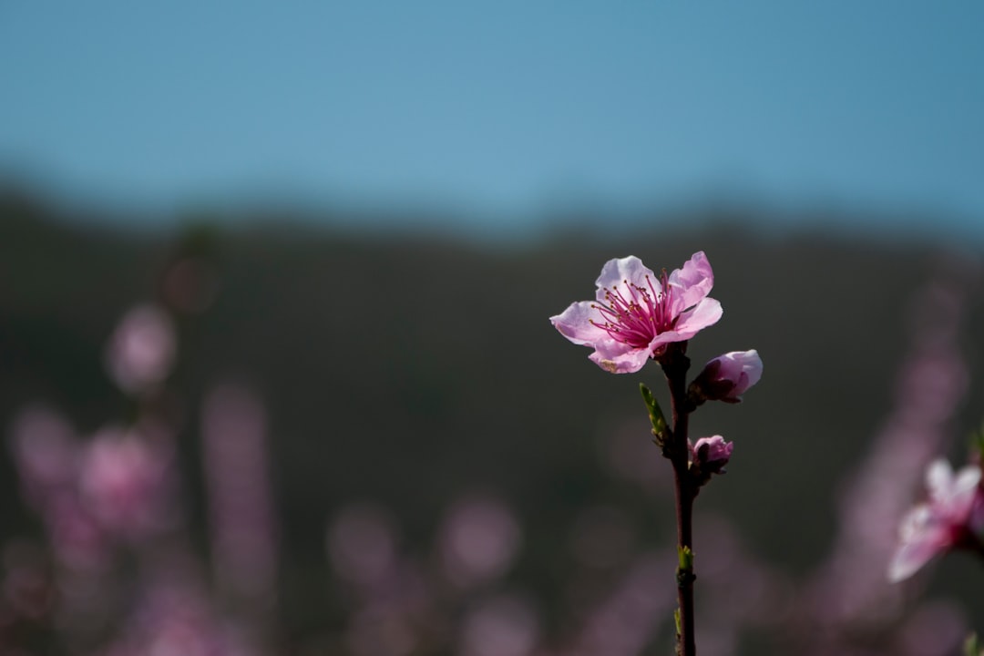 pink-and-white flowers