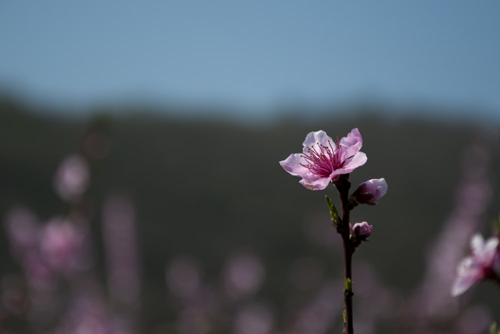 pink-and-white flowers