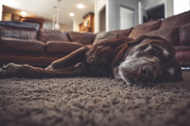 A brown dog peacefully sleeping on a textured, plush carpet in a cozy living room setting. The soft lighting creates a warm ambiance, with a brown leather sofa and a few open doors visible in the background.