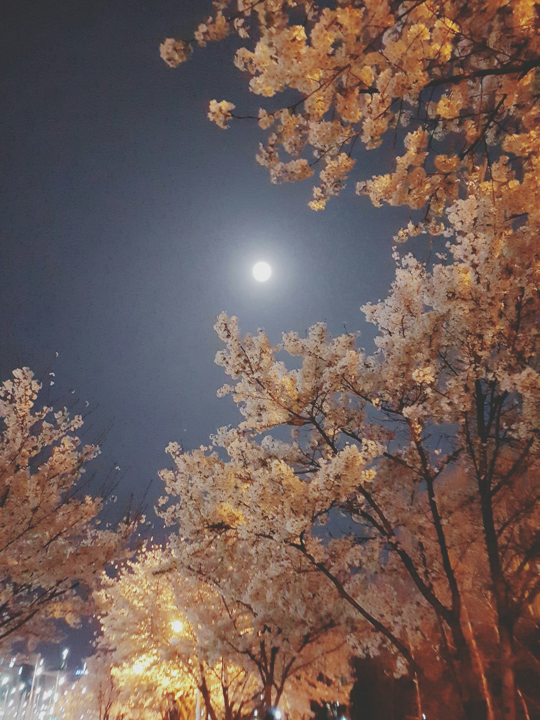 Harnessing the Enchantment of the Flower Moon: A Guide to Lunar Magic