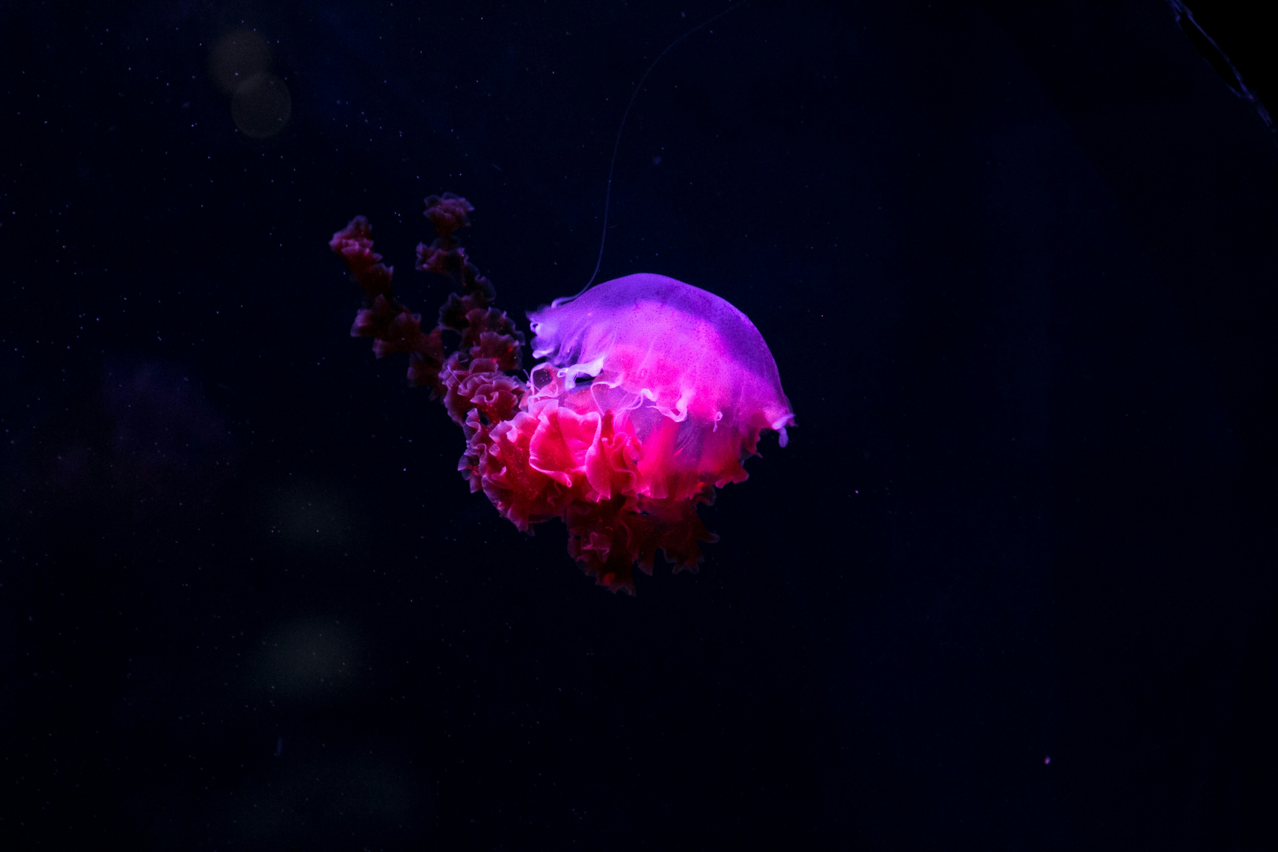 photo of pink and purple jelly fish