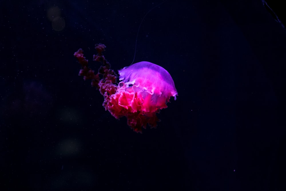 photo of pink and purple jelly fish