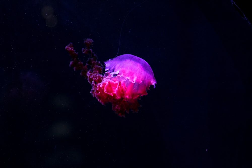 분홍색과 보라색 해파리 사진