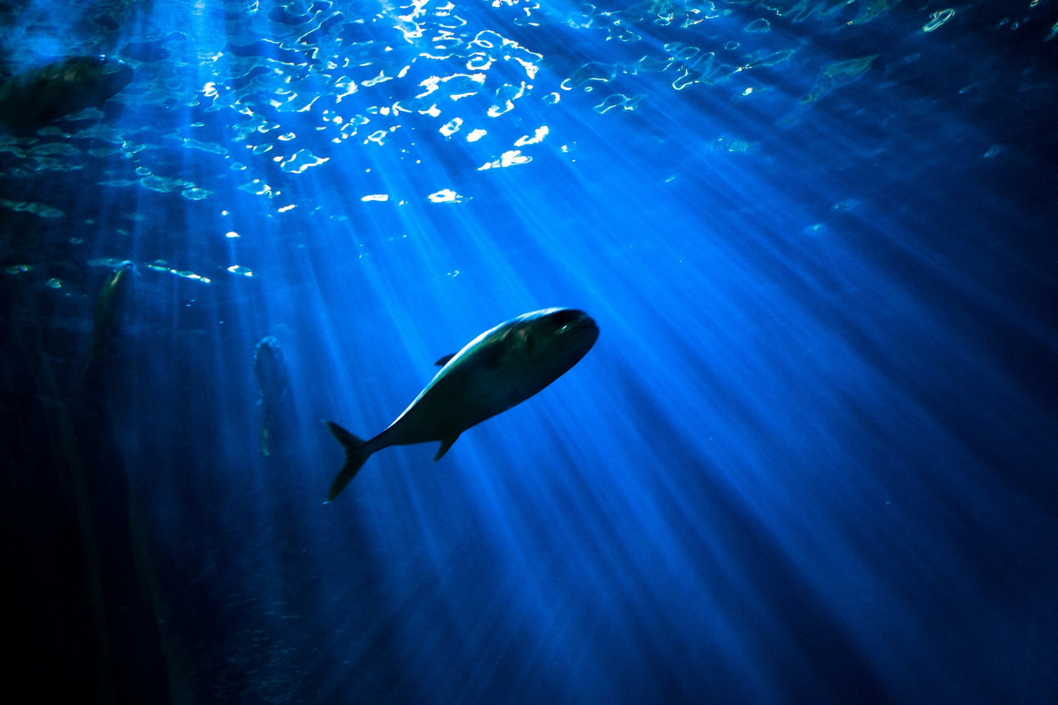 Tin Tuna Index